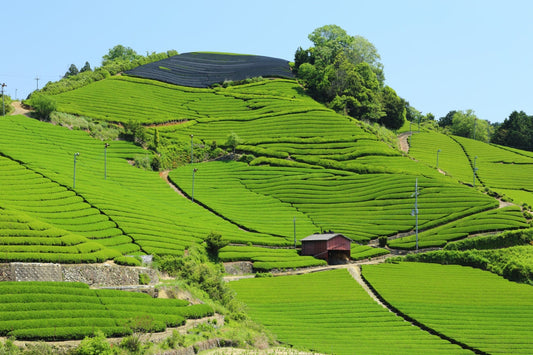 What is Shincha? Japan's Freshest Tea Experience