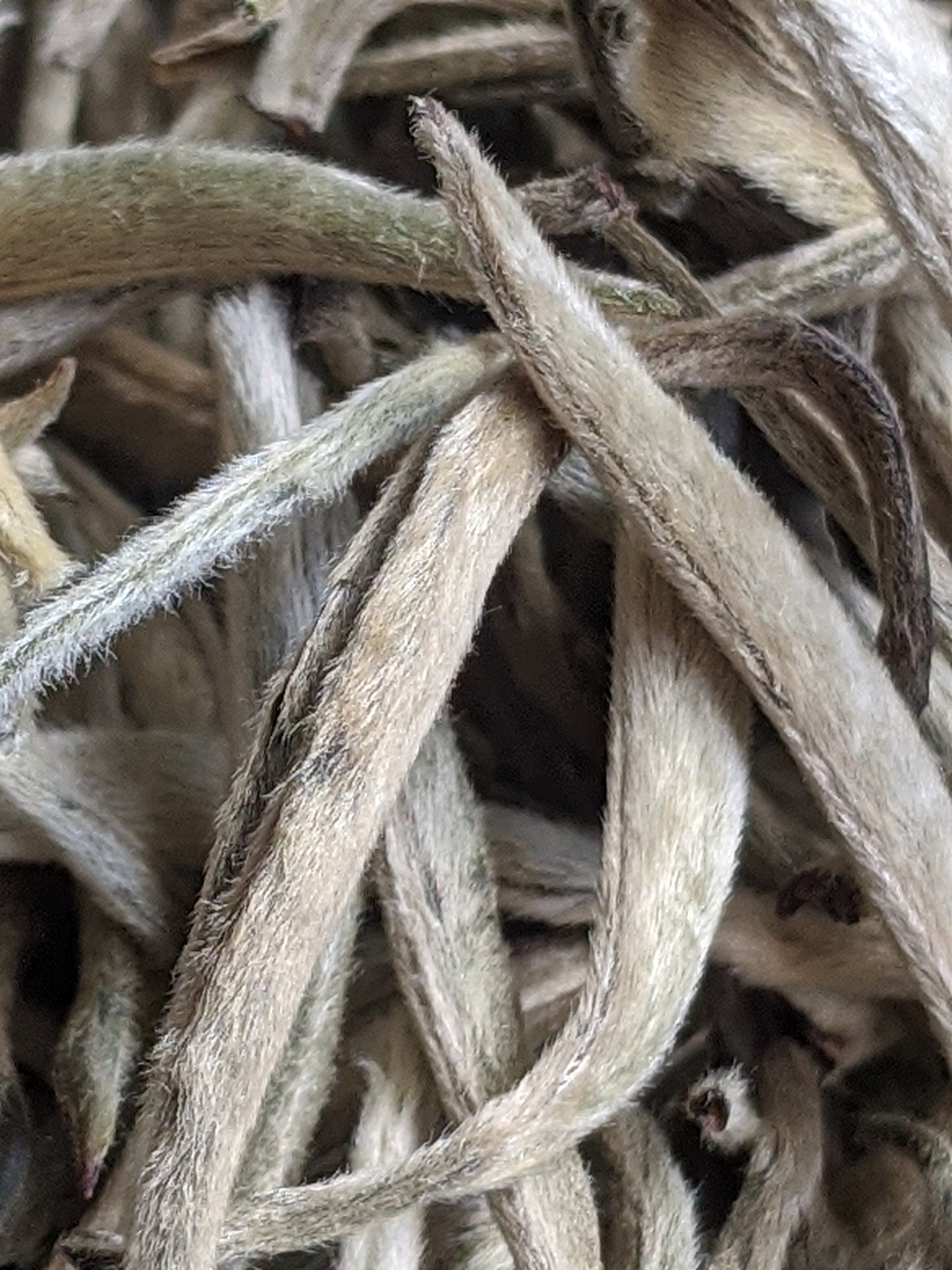 Silver Needle white tea | Бял чай сребърна игла