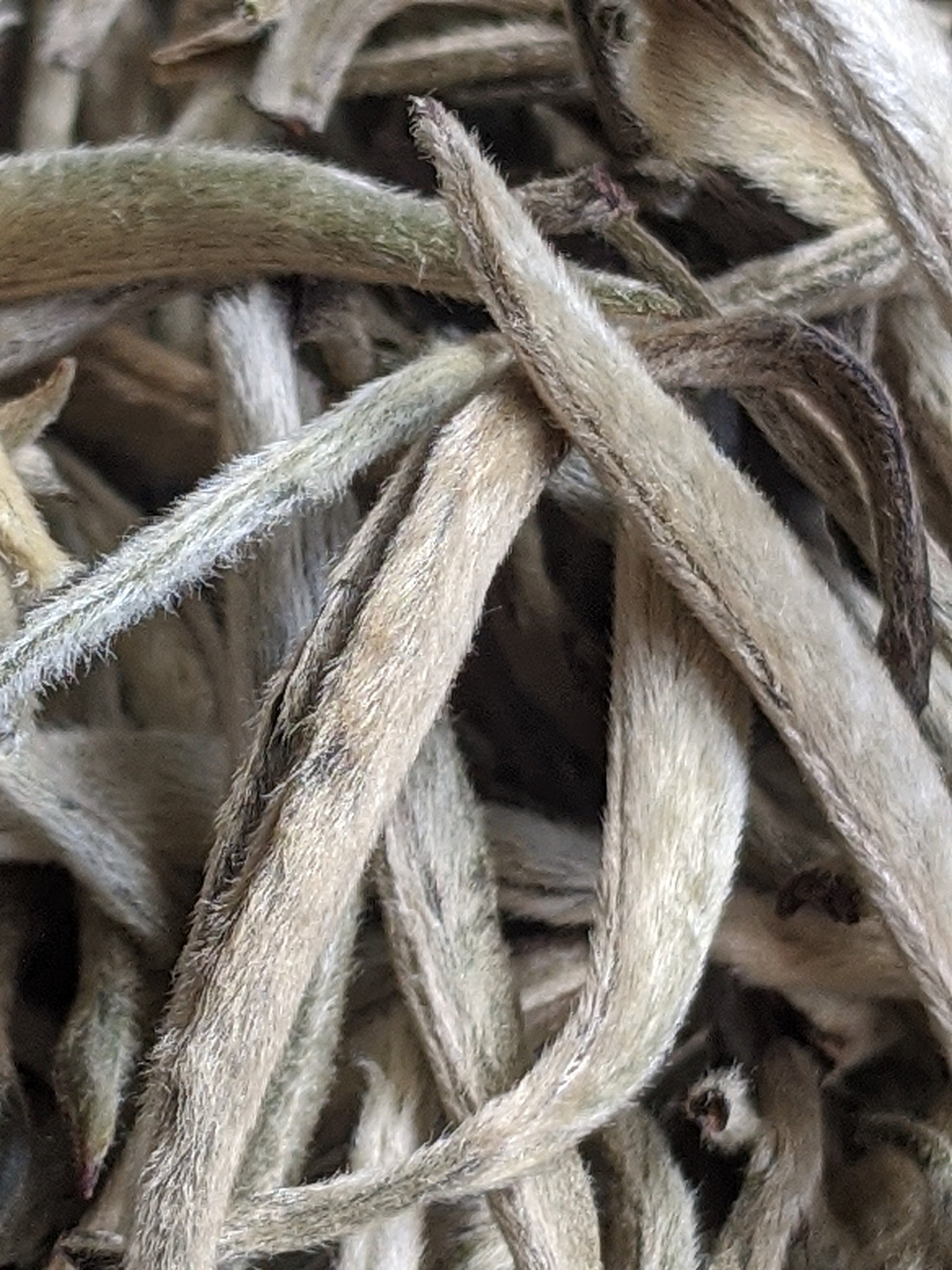 Silver Needle white tea | Бял чай сребърна игла